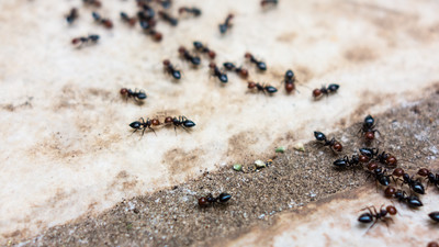 Jak hodować mrówki i pająki