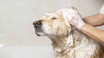 Jak prawidłowo myć psa