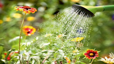 Woda po gotowaniu do podlewania kwiatów